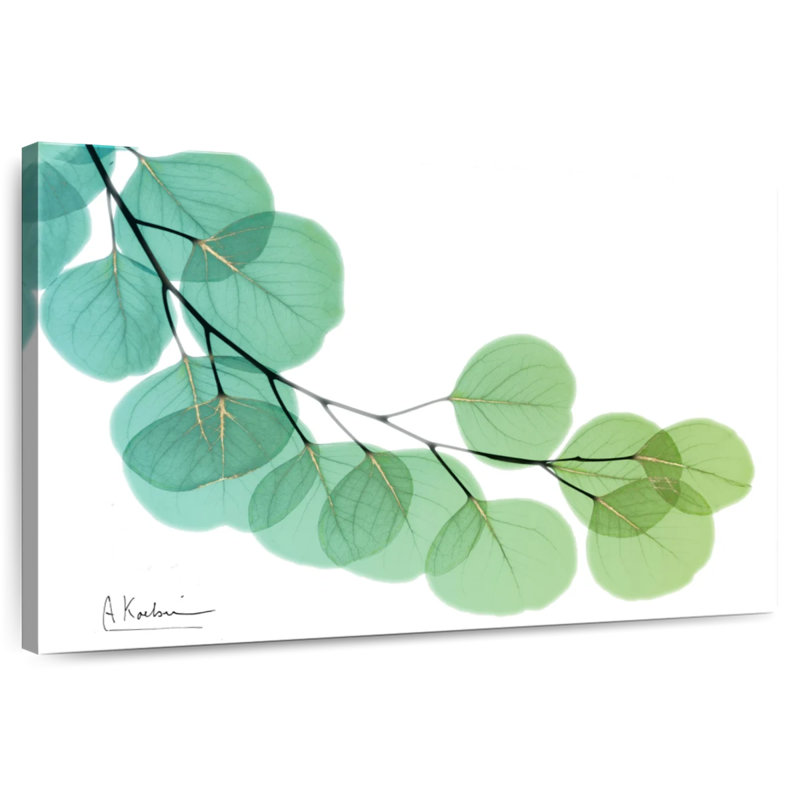 Eucalyptus doré Harnek, H 26 po x l 39 po