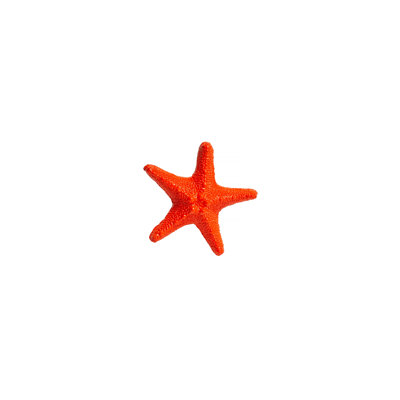 Medium Starfish - Orange