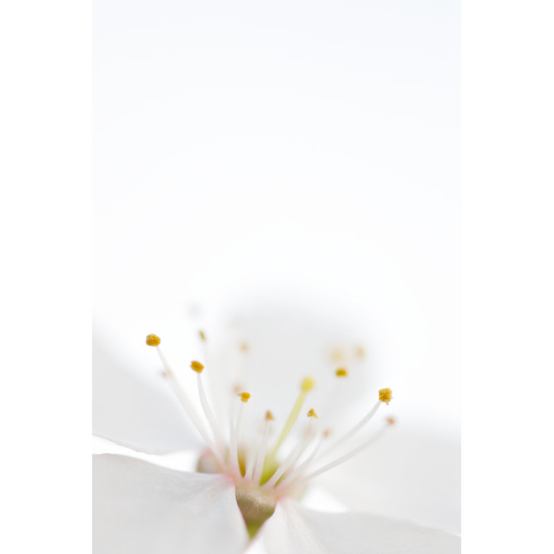 Virgin White by AVTG - Wrapped Canvas Print, 46cm H x 30cm W x 3.8cm D