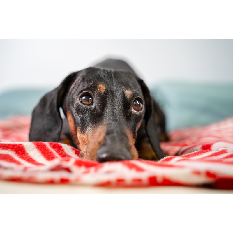 Funny Young Dachshund, Black And Tan, Lying Covered In Throw Blanket And Falling Asleep. by Ð˜Ñ€Ð¸Ð½Ð° ÐœÐµÑ‰ÐµÑ€ÑÐºÐ¾Ð²Ð° - Wrapped Canvas Print