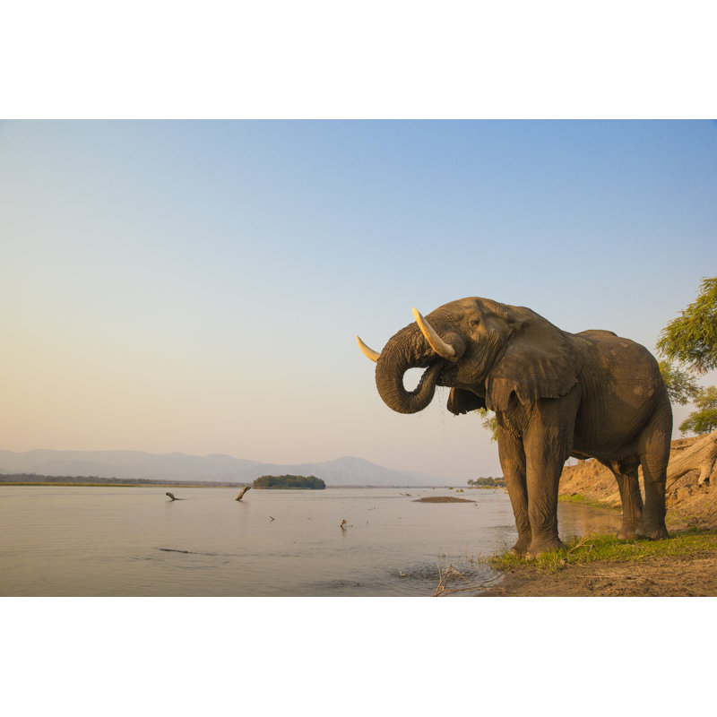 African Elephant by Jez_Bennett - Wrapped Canvas Print, 30cm H x 46cm W x 3.8cm D