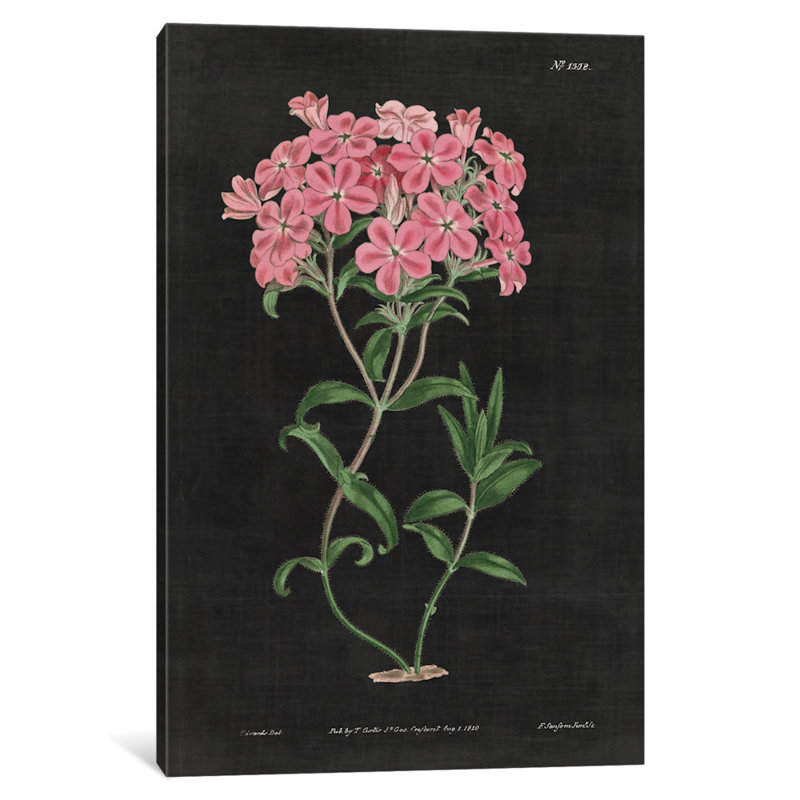 Botanical Chart VI by Wild Apple Portfolio - Gallery-Wrapped Canvas Giclée, 60" H x 40" W x 1.5" D, Black Framed Canvas