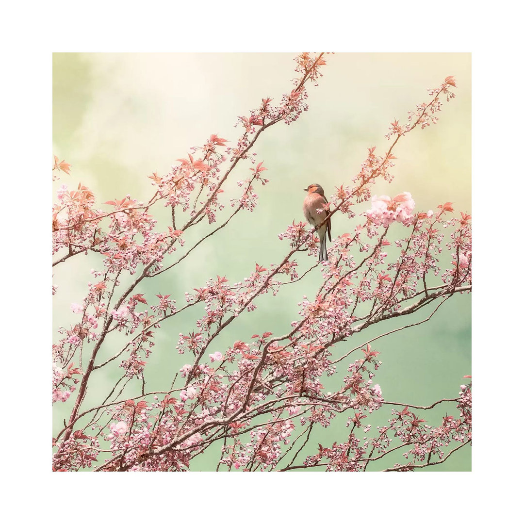 Bird With Cherry Blossom - Wrapped Canvas Print