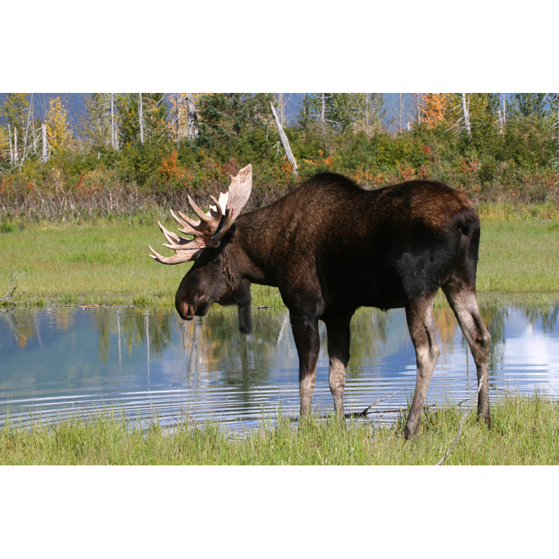Moose At A Pond In Fall - Wrapped Canvas Print, 30cm H x 46cm W x 3.8cm D