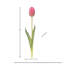 Tulipe Holland 23 "Just Cut-1011790124