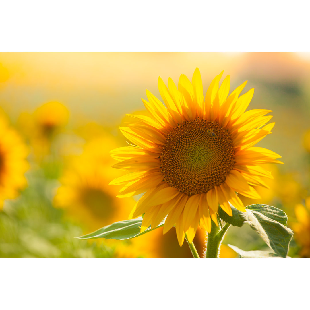 Sonnenblumen von Anzeletti - Kunstdrucke auf Leinwand - Wrapped Canvas