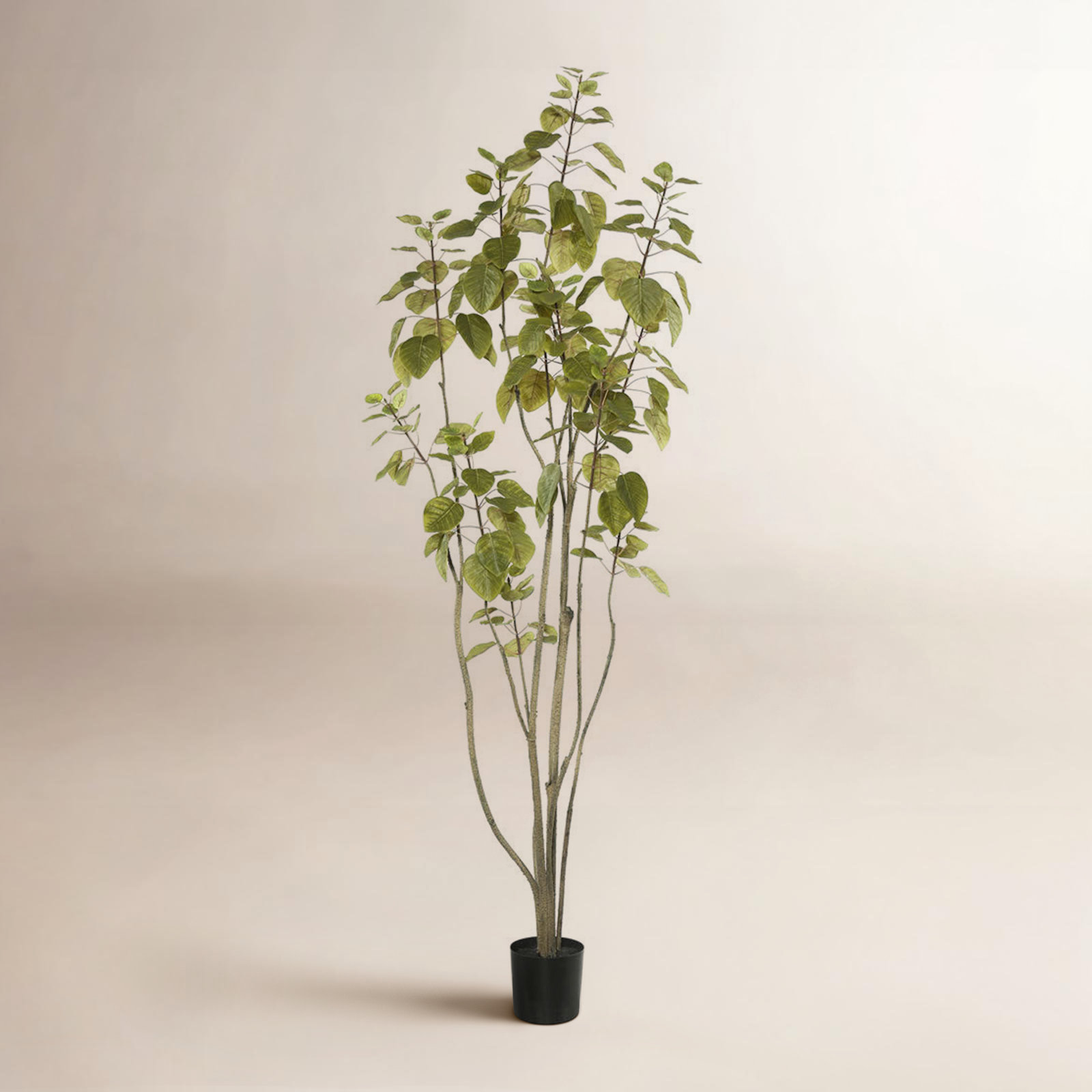 Cotinus Coggygria Tree in Pot, 72" H x 29" W x 29" D