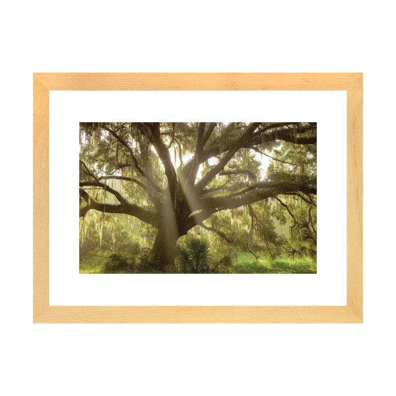 Magnifique chêne de vivre du Sud, Flordia de Maresa Pryor-impression, Toile avec cadre en bois beige, Blanc
