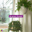 Thisbe Faux Palm Plant in Pot-15376257
