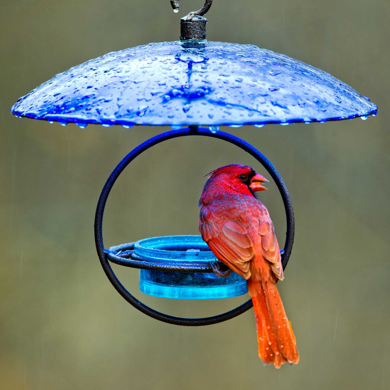 Dôme météo en verre 11 po pour oiseaux Dareck, Bleu de cobalt