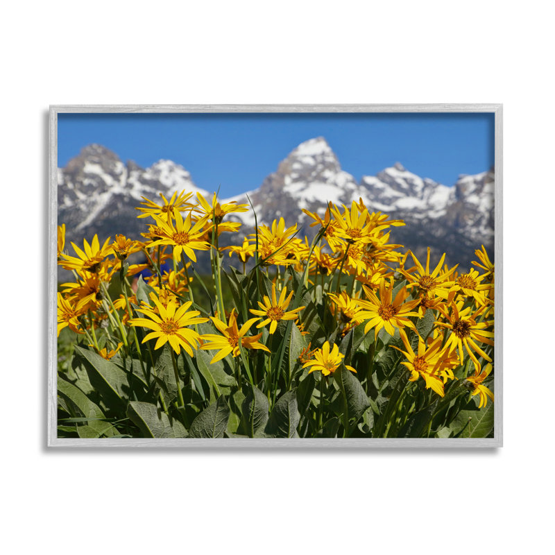 «Daisy Meadow & Mountains» encadré sur bois par Daniel Sproul, Estampe numérique Farmhouse, H 24 po x l 30 po x P 1,5 po