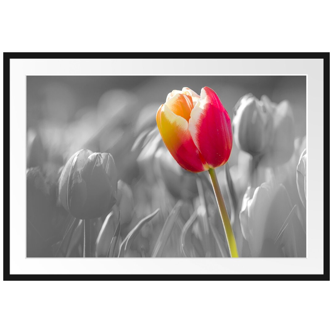 Gerahmtes Poster Blühende rote Tulpen