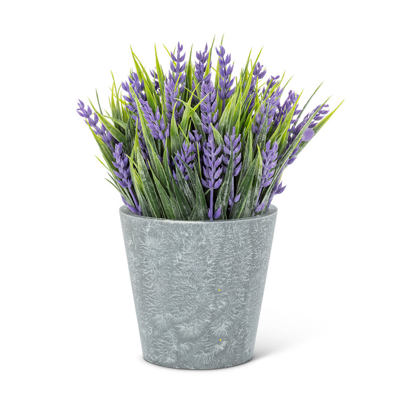 Lavender Arrangement in Pot