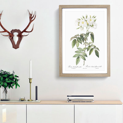 Musk Rose in White by Pierre-Joseph Redoute - Picture Frame Painting Print
