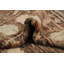 Tapis turc Oushak 6x8