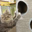 70 cm H Cat Tree / Condo