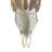 Trophy Size Real Ram Skull