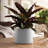 Modern Plastic Indoor/Outdoor Round Planter with Saucer-548381775-564300523