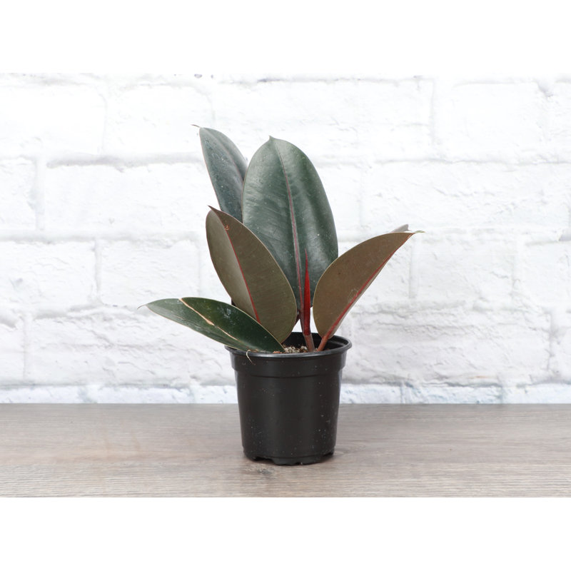 Live Burgundy Rubber Plant, 6" H x 4.5" W x 4.5" D