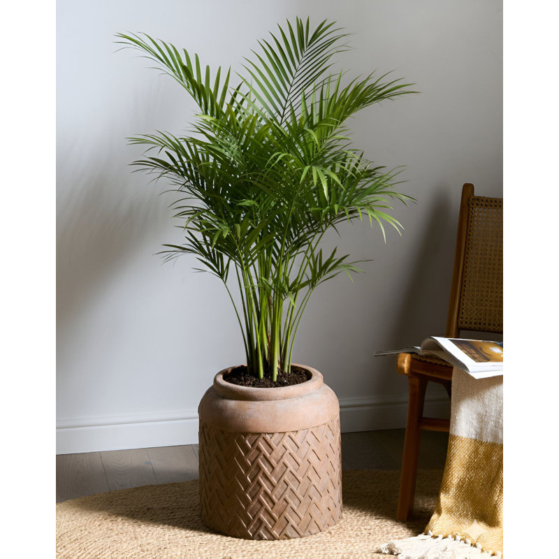 Pot Planter