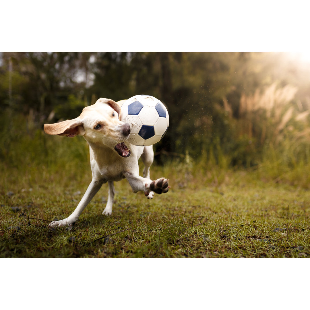 Hund spielt Fußball von Capuski - Kunstdrucke