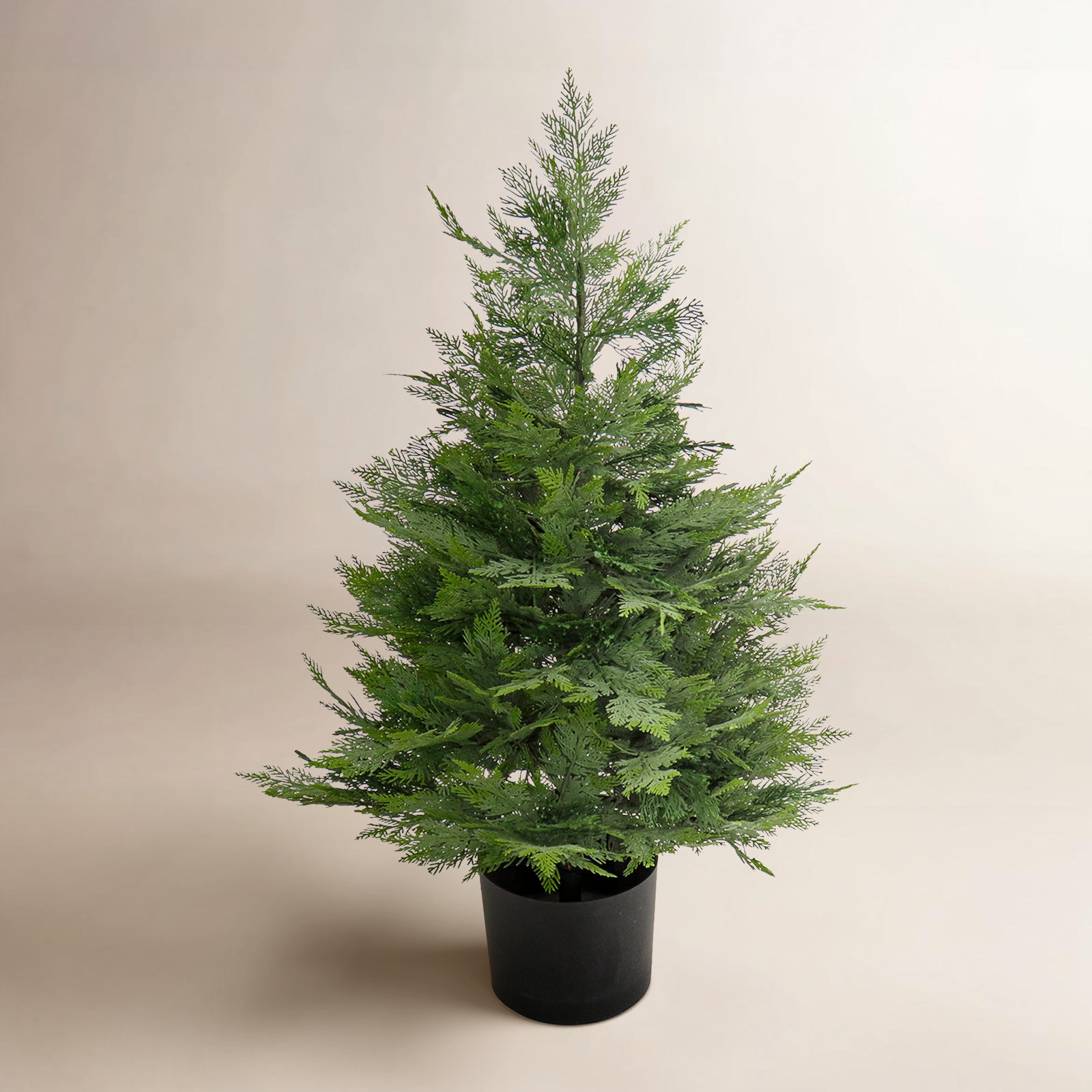 36" Cypress Tree in Pot