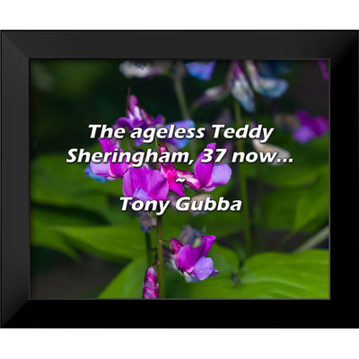 Tony Gubba Quote: The ageless Teddy Sheringham, 37 now...