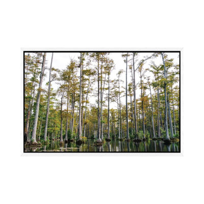 Charleston Cypress Gardens LII by Bethany Young - Print on Canvas