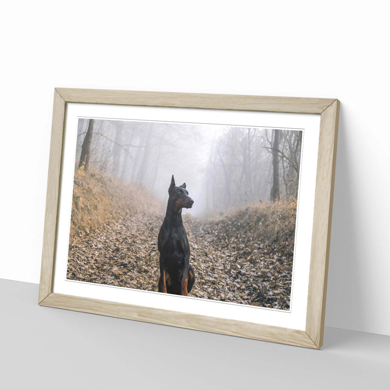 Doberman Dog 3 Framed Photographic - Framed Print, Oak