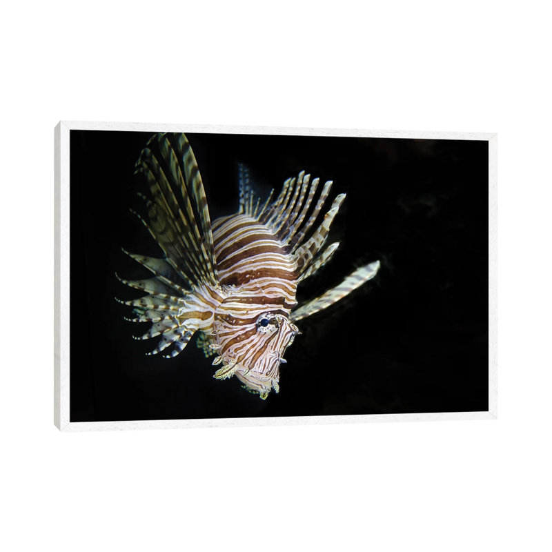 In The Dark by David Gardiner - Print on Canvas, 66.04 cm H x 45.72 cm W, White Framed