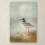 «Killdeer on the Rocks», impression sur toile tendue Vidur-22075923