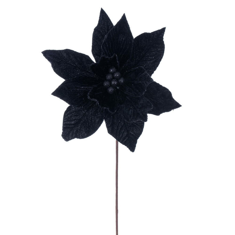 Tiges de poinsettias de Cleorand, Noir