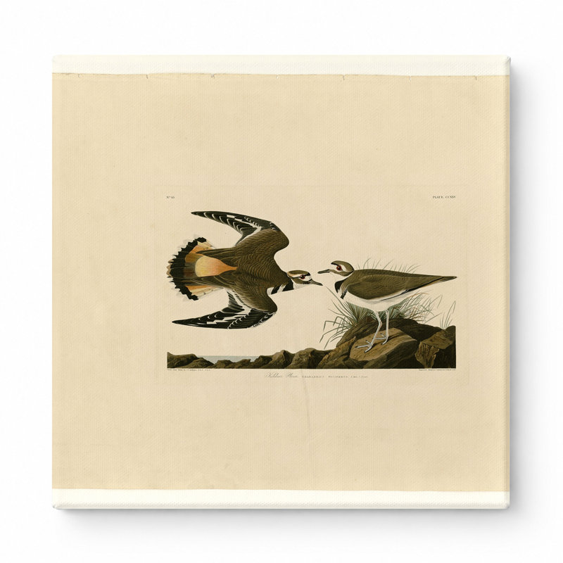 «Kildeer Plover» (planche 225) - art mural carré sur toile, 16" W x 16" H