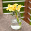 Lanterne en verre