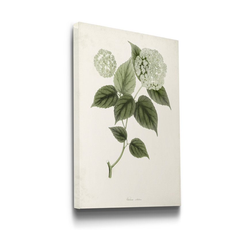 « Sauge Botanical I », reproduction d’art sur toile tendue, H 12 po x l 8 po x P 1 po