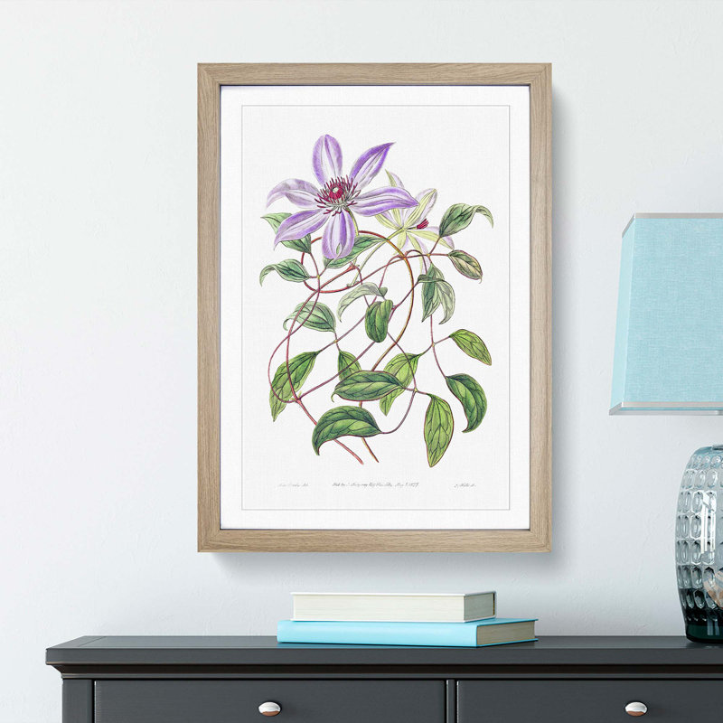 Violet Clematis Flowers - Picture Frame Painting Print, Oak Framed, 65cm H x 48cm W x 2cm D