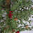 Christmas Decorative Accent