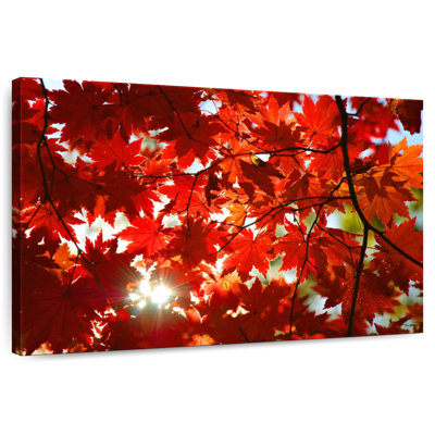 Alvord Maple Leaves
