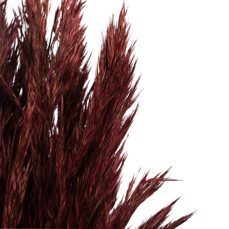 Zellmer 36'' H Preserved Plume Reed Bundle, Merlot