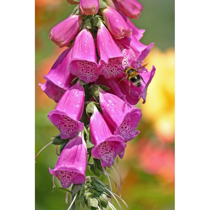 Bee On Foxglove - Wrapped Canvas Print, 91cm H x 61cm W x 3.8cm D