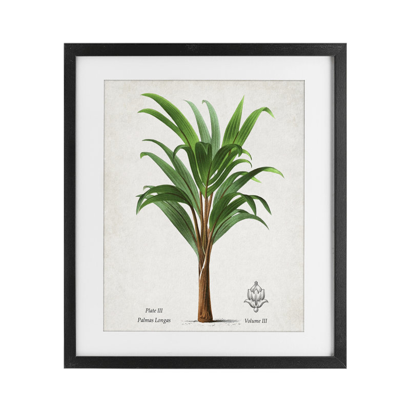 «Palmas Longas Palm Tree», reproduction encadrée sous verre, conception de Val Rhodes, H 21 po x l 17 po, Cadre noir minuit