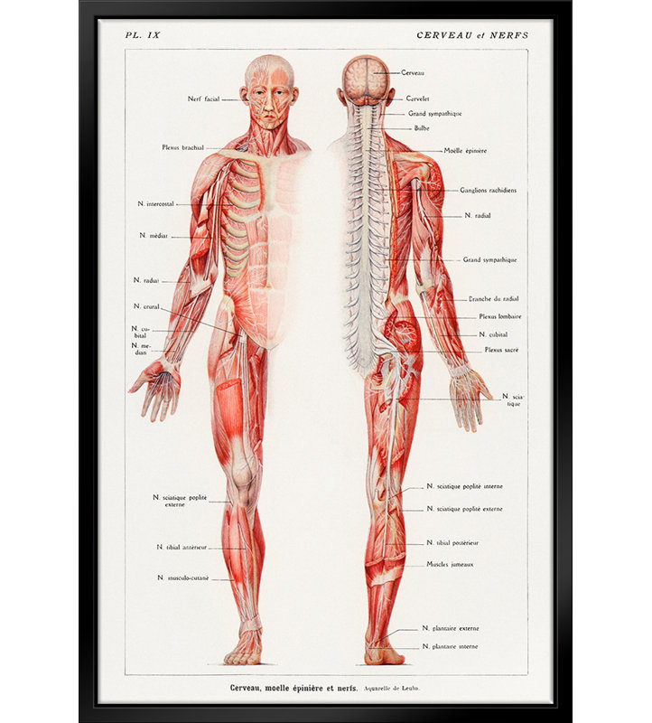 «Humain Nervous System» par Stanley Print House - on, L 11 po x H 14 po
