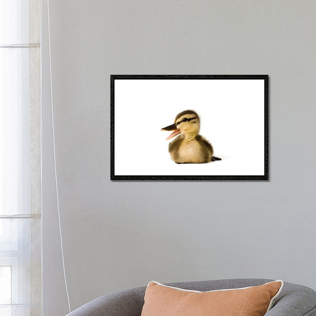 A Mallard Duckling I von Joel Sartore - Galerie-verpackte Leinwand Giclée auf Leinwand