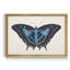 «Beautiful Butterfly III», impression sur toile encadrée-1317696989-1317696988