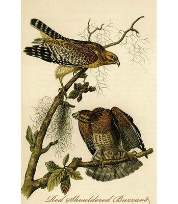 " Red Shouldered Buzzard "