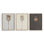 Poppy Triptych Print by Paul Meyer