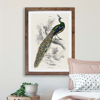 Majestic Peacock by Sir William Jardine - Wall Art