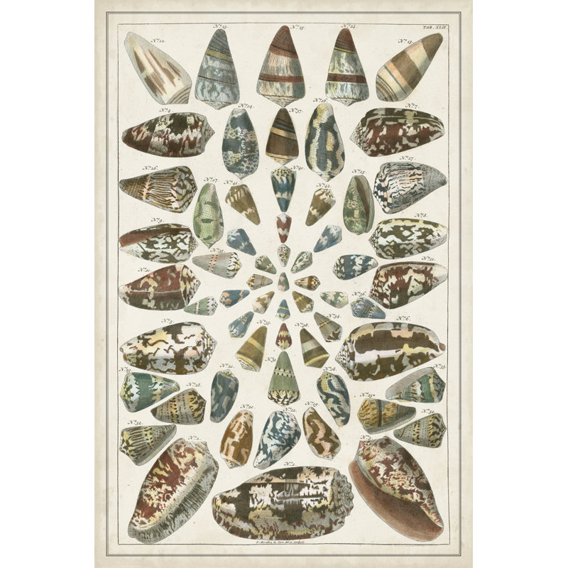 Grand Seba Shells V - Painting, 91cm H x 61cm W, Wrapped Canvas