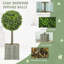 50cm Tree