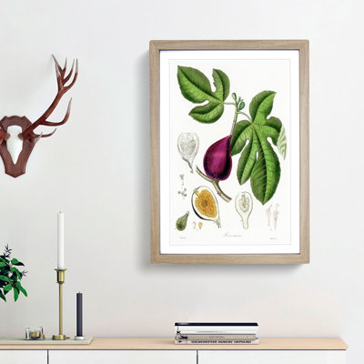 Fig Tree Illustration - Picture Frame Painting Print
